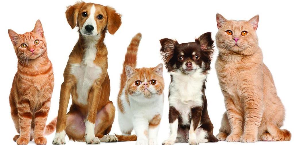 Доска объявлений о животных | ЗооТом - продажа, вязка и услуги для животных в Невельске