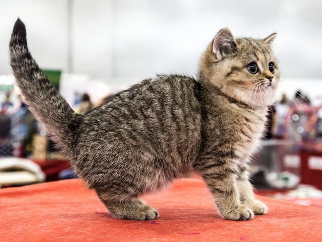 Породы кошек в Невельске | ЗооТом портал о животных