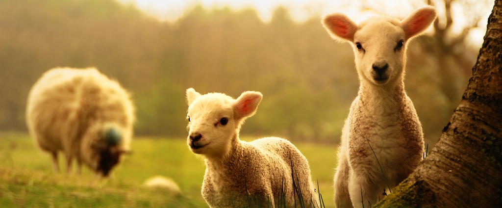 Объявления о сельскохозяйственных животных | ЗооТом - продажа, вязка и услуги для животных в Невельске