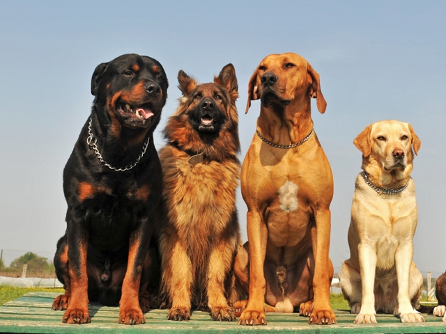 Крупные породы собак в Невельске | ЗооТом портал о животных