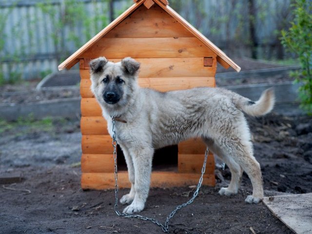 Все о собаках в Невельске